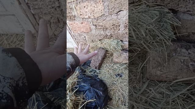 В сарае тепло! Уже 10 лет выращиваем с одной красной лам смотреть онлайн