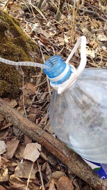 берёзовый сок 😂 #кислородный #коктейль #природа #лес #? смотреть онлайн