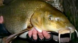 Ловим в диком лесу на КИЛЬКУ В ТОМАТНОМ СОУСЕ! #рыбалка #усач #донка