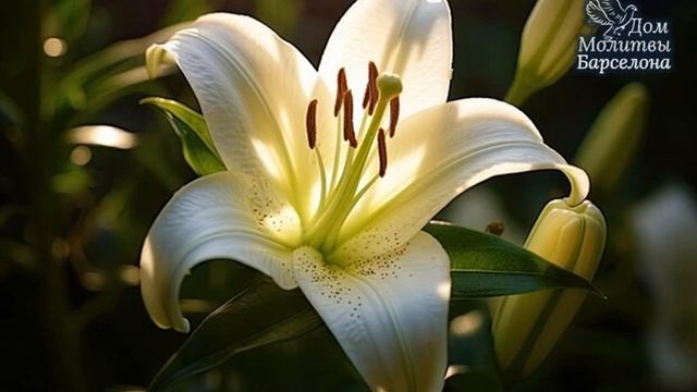 ЦВЕТОЧКИ БЕЛОЙ ЛИЛИИ смотреть онлайн