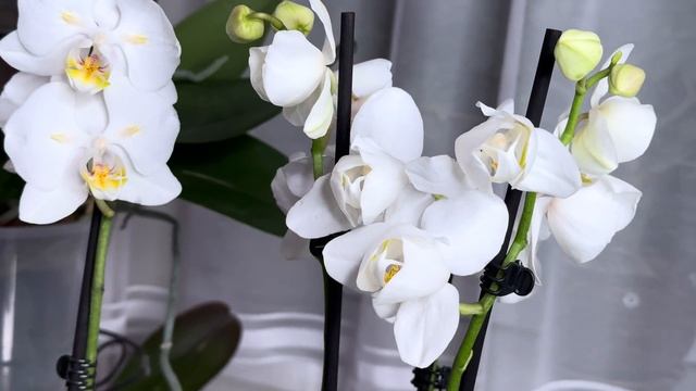 Орхидея мечта ! Новинки в коллекции смотреть онлайн