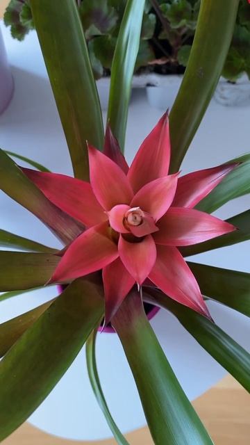 Подарок на День Мамы от сына🌺🥰 #цветы #орхидеи #орхід смотреть онлайн