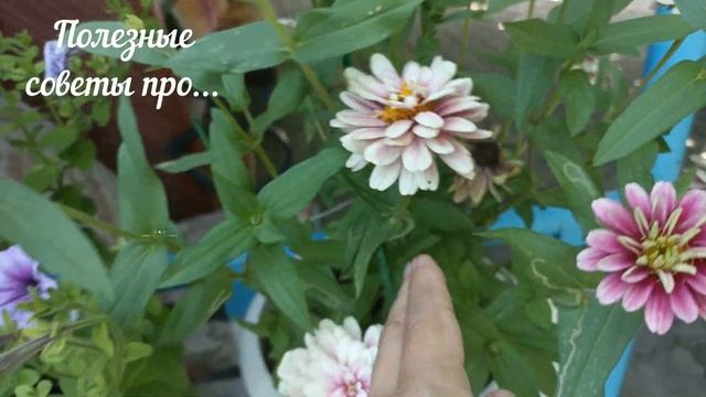 Цинния "Розовая фантазия", не хуже петунии смотреть онлайн
