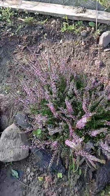 Пихта Айсбрекер, ВЕРЕСКИ. смотреть онлайн