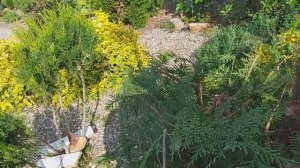 ЦВЕТЫ, ПОМИДОРЫ...НА МЕСТЕ..ТЕСТИРУЮ ПОЛИВАЛКУ...СТРИЖКА ДЛЯ ЁЛКИ