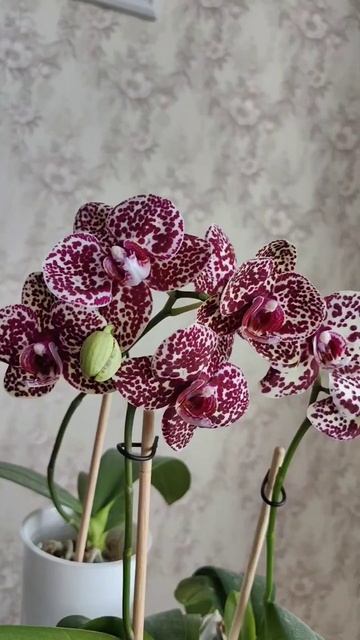 Цветение орхидеи Wild Cat (дикий кот) смотреть онлайн