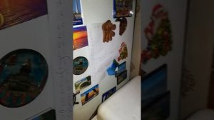 Инкубатор несушка на 36 яиц. 16 день инкубации перепелиных яиц.