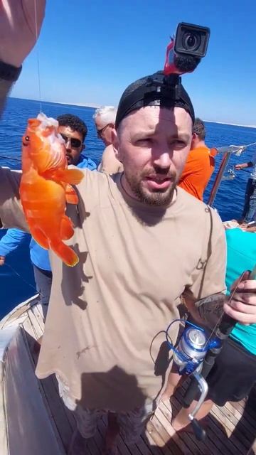 Рыбалка в Египте #shorts #рыбалка #fishing #топ #рыба #окунь #м? смотреть онлайн