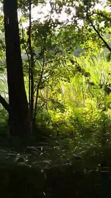 Раньше из Данилище озера вытекал ручей, сейчас его не ? смотреть онлайн