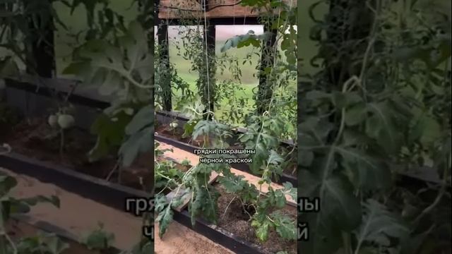 Теплица из поликарбоната своими руками #жизньвдеревн? смотреть онлайн