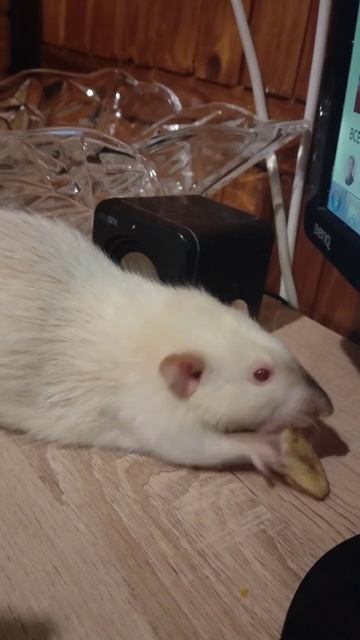 Крыс Федор ест сушёный банан. #крыса #крыски #крысы #petrat смотреть онлайн