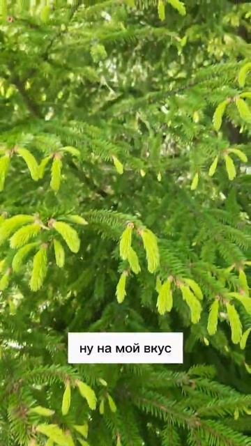 Молодые побеги ели #фитотерапевт #фитотерапия #фиточа? смотреть онлайн