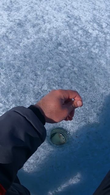 В ПОЛВОДЫ БЕРЁТ #short #рыбалка смотреть онлайн