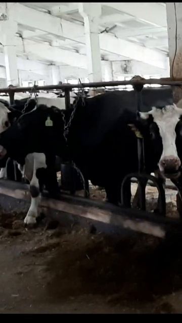 Продажа КРС в Акмолинской области. Продажа племенных смотреть онлайн