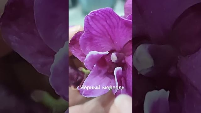Купила орхидею Черный Мишка по уценке! Счастлива безм? смотреть онлайн