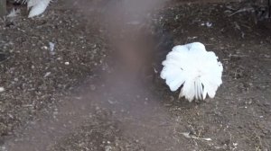 Николаевские голуби.Pigeon. В гостях у Друга.