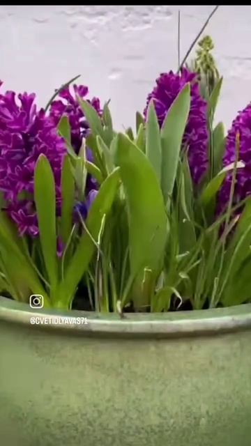 Сажайте по схеме и быть участку из Pinterest #garden #цветы #са смотреть онлайн