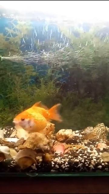 Рыбка жрёт свою икру смотреть онлайн