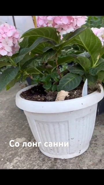 гортензия Со лонг санни #гортензии #garden #питомникгорте смотреть онлайн
