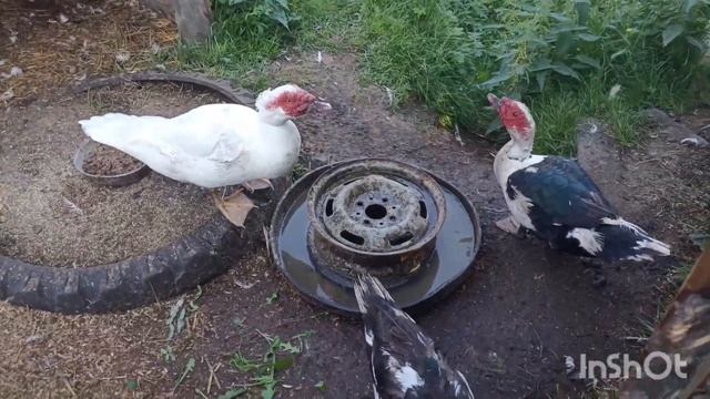 Работа полным ходом, Огород, картошка копается, урожая смотреть онлайн