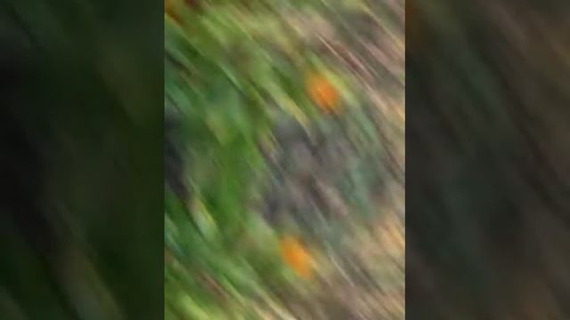 Фортуна. Стих смотреть онлайн