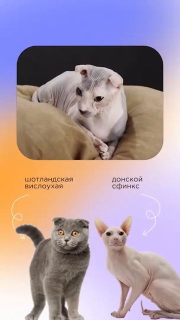 3 новые породы кошек 🐈 #shorts #кошки #породыкошек смотреть онлайн