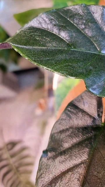 #кашпо #мира #plants #пересадка #алоказия #комнатные_расте?