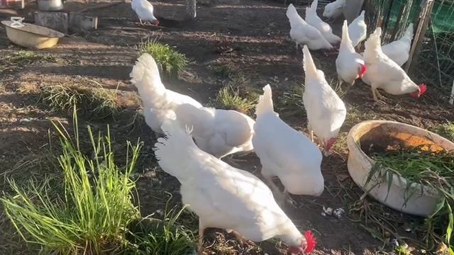 ДОМАШНИЕ КУРЫ смотреть онлайн