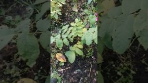 Двухлетние саженцы маньчжурского ореха выращенные из