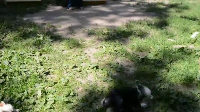Китайской хохлатой щенки смотреть онлайн