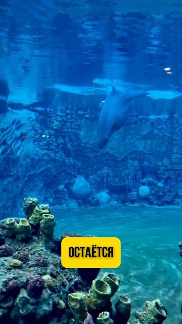 Как спят дельфины #фактысовсегомира #факты #дельфины # смотреть онлайн