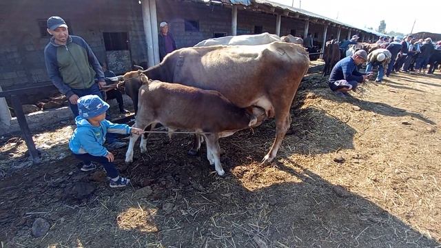 6 августа 2022 г.#кыргызстан #бишкек #малбазар#россия #каз смотреть онлайн