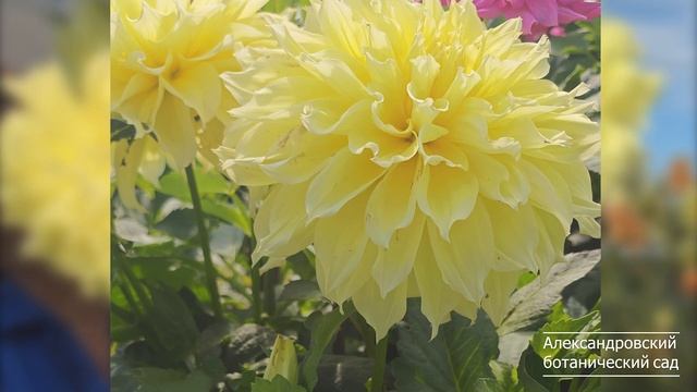 Kelvin Floodlight / Кельвин Флудлайт Dekorative Dahlien георгина