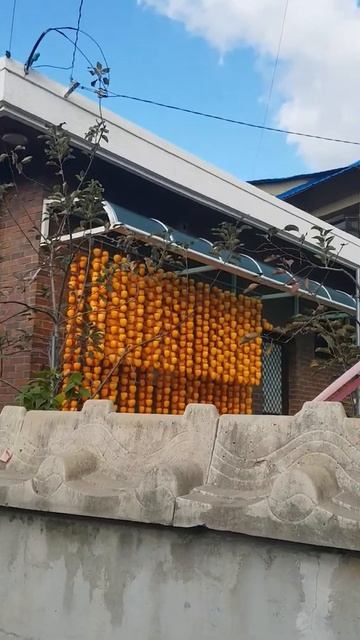 сушат хурму смотреть онлайн