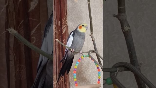 Сегодня у нас сплошной позитив 😁🦜Киви изображает шу смотреть онлайн