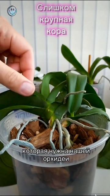 Нужна ли орхидее кора 5 см? #орхидеицветут #orchidcare #орхид смотреть онлайн