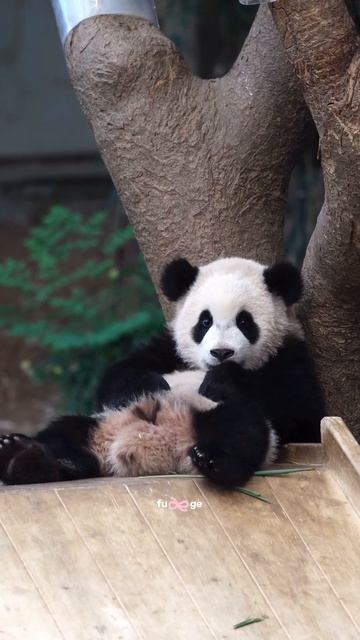 Луи ест морковную конфету #луи смотреть онлайн