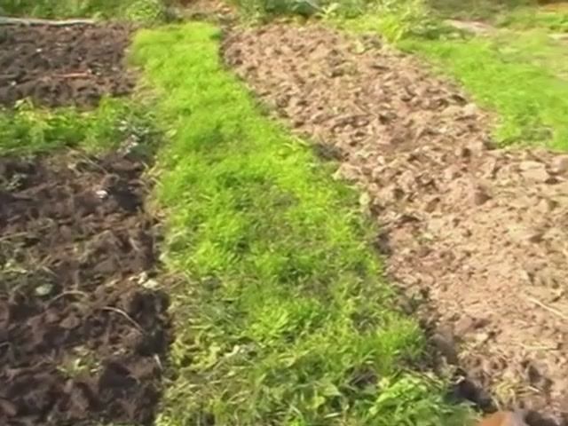 Рожь и картон от сорняков НА ЦЕЛИНЕ//цветная капуста. смотреть онлайн