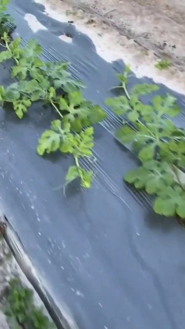 Капельный полив 🌱💦🍉