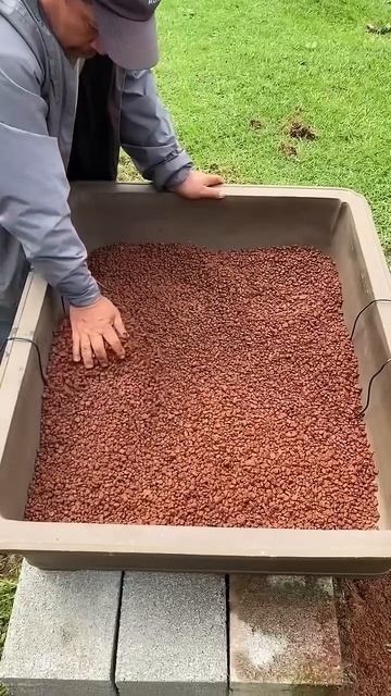 Пересадка гигантского бонсай #shorts #бонсай #pot