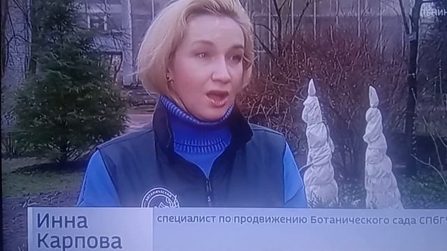 В Ботаническом Саду Петербурга проросли Подснежники . смотреть онлайн