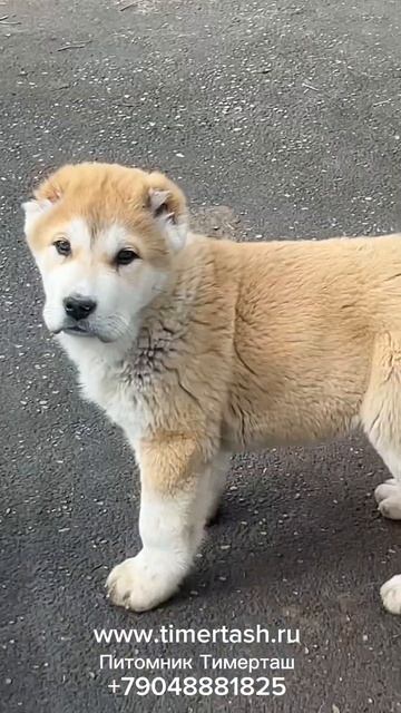 Помет Щ и Э сезона 2024 Есть доступные щенки Доставка по смотреть онлайн