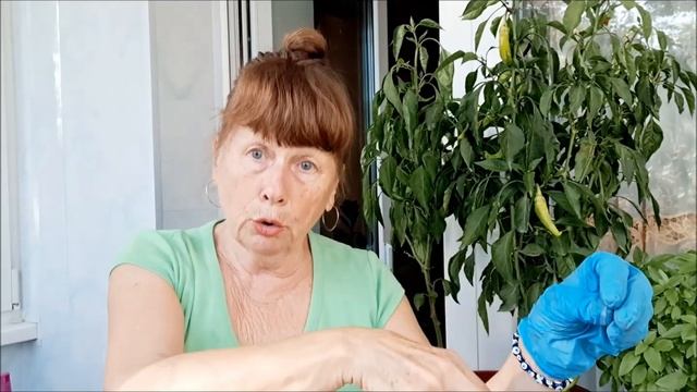 НЕ ВЫБРАСЫВАЙТЕ МЯТУ ПЕРЕСАДИТЕ В ГОРШОК смотреть онлайн