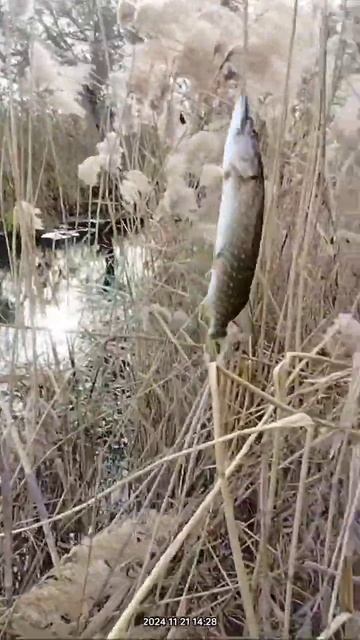 Ловля щуки на живца в Краснодарском крае 🎣👍👍👍🙋