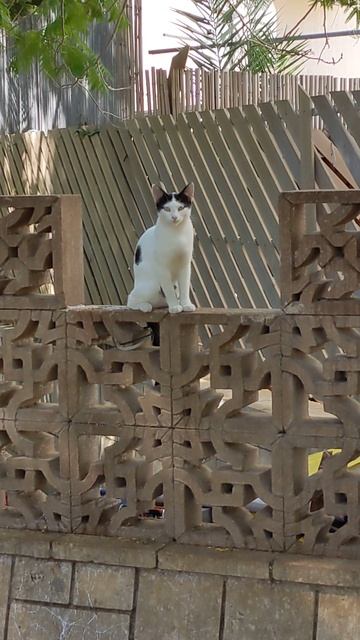 Котик в шапочке на заборе в дырочку 😹 Смешные коты 😻 смотреть онлайн