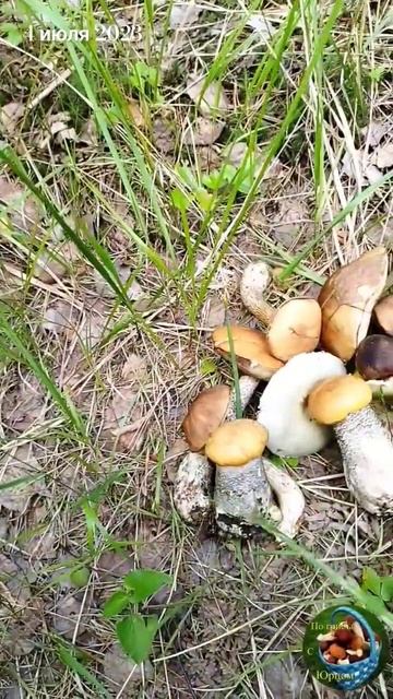 Забежал в лес есть грибочки. смотреть онлайн