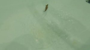 Восхитительная игра ТРУБКИ! Блесна в отвес!