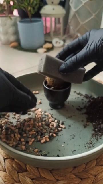 Кактус🌵👀#garden #plantlover #plants #nature #cactus #кактус #houseplants #рас? смотреть онлайн