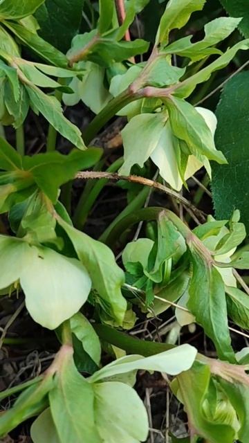 С НИМ ХУДЕЮТ - МОРОЗНИК КАВКАЗСКИЙ !!! #элен_ку смотреть онлайн