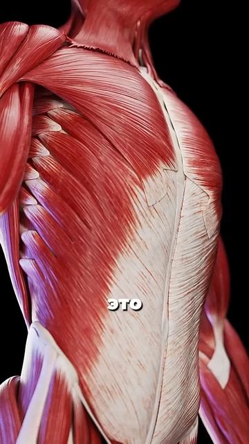 Ваш главный орган - мышцы смотреть онлайн
